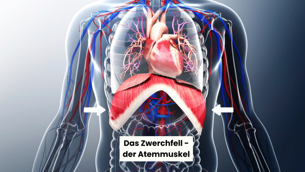 Das Zwerchfell, der Atemmuskel